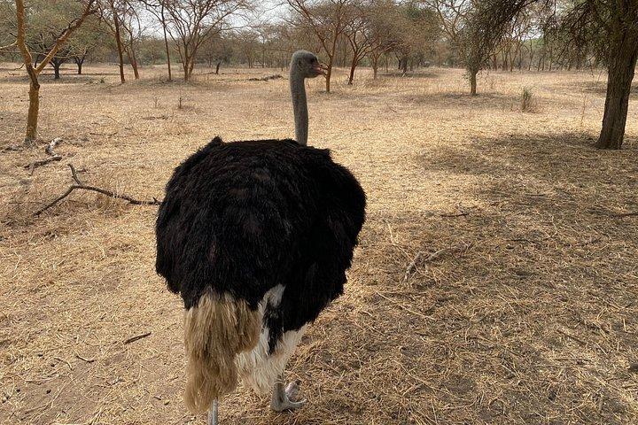Visit Senegal From Bottom to Bottom monuments museums and sites