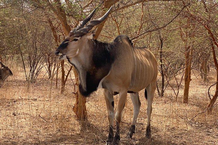 Visit Senegal From Bottom to Bottom monuments museums and sites