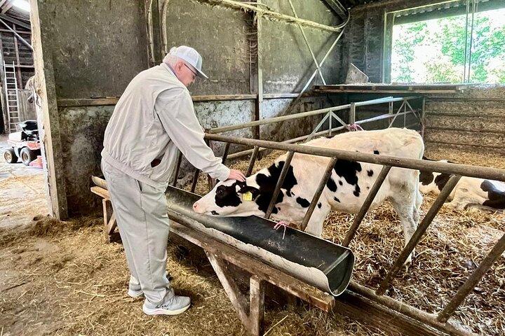 Amsterdam privat tur til vindmøller, ost farm og landsbyer