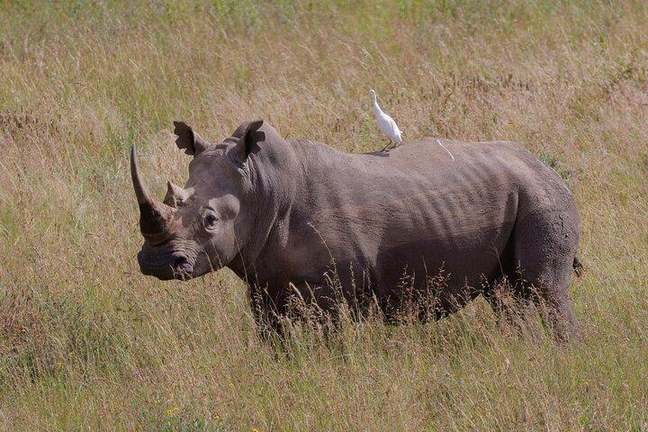 Groepsreis door het Nairobi Nationaal Park