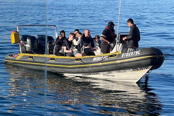 Aktiviteter i nærheden af Cape Town Private Dolphin Watching Experience
