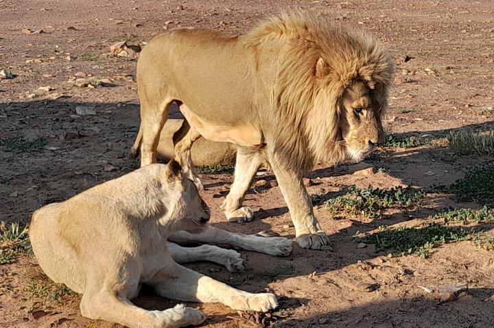 Cape Town Big Five Sunset Game Drive with Ticket & Transport