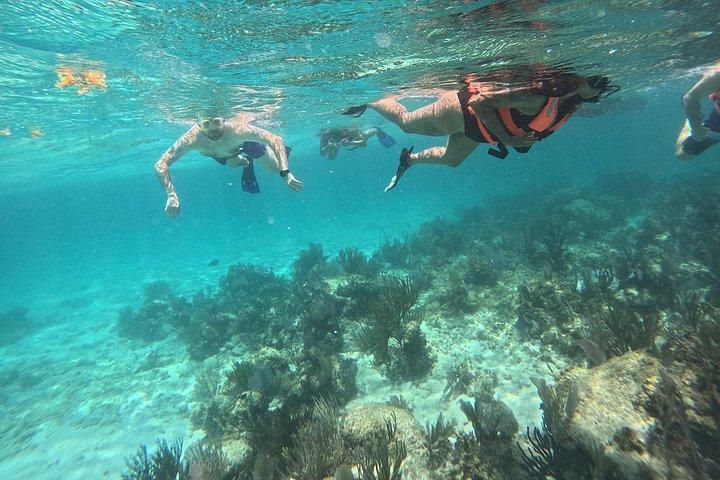 コスタマヤ、魚とサンゴ礁でシュノーケリング、カメ探し