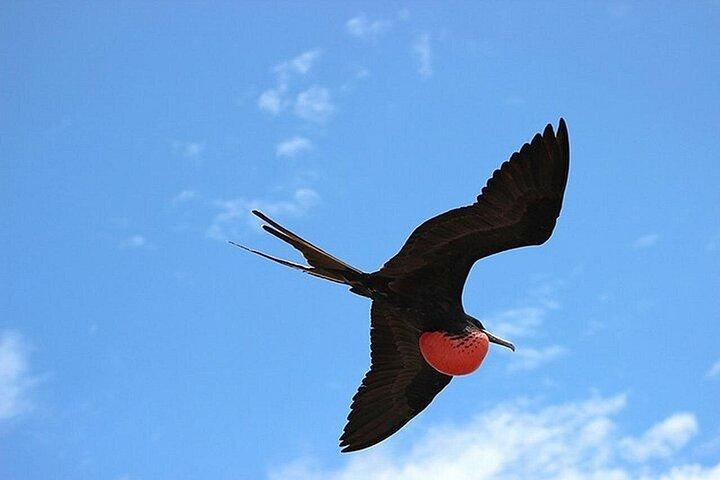 6 dage på Galapagos Island med dykning