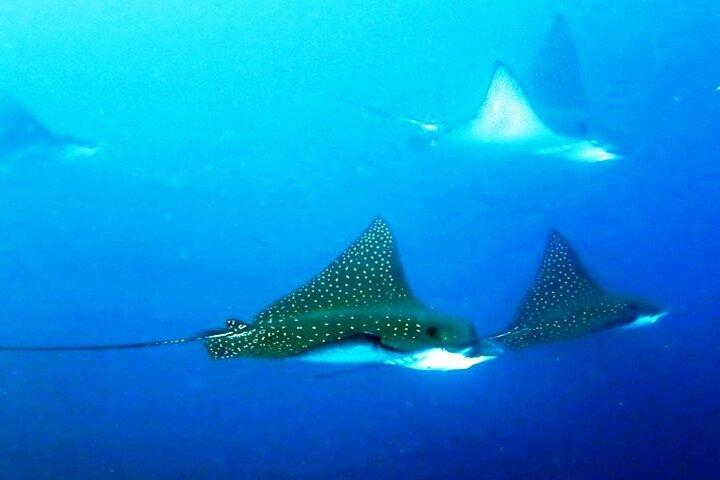 8 dages Galapagos Island hopping for dykkere