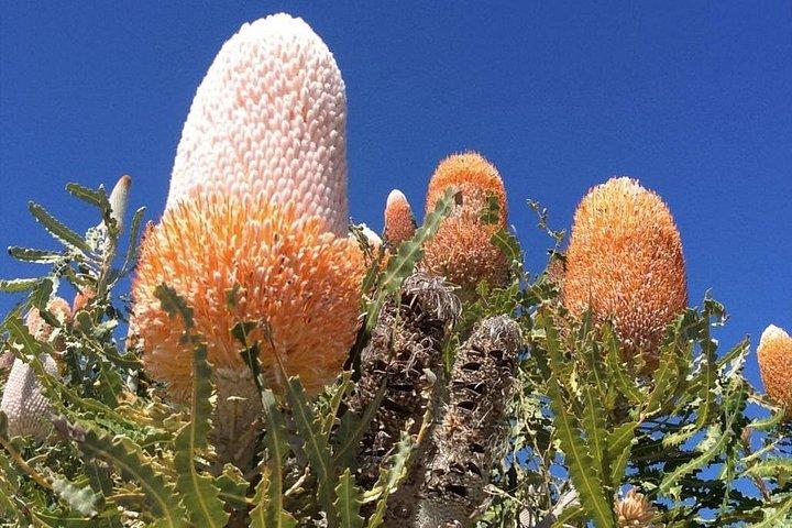 Pinnacles & Swan Valley Wine Day Tour
