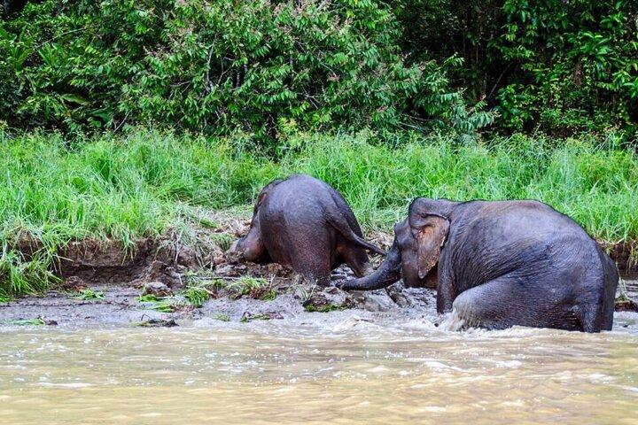 From Sandakan to Kinabatangan River Safari Boat Cruise Day Tour