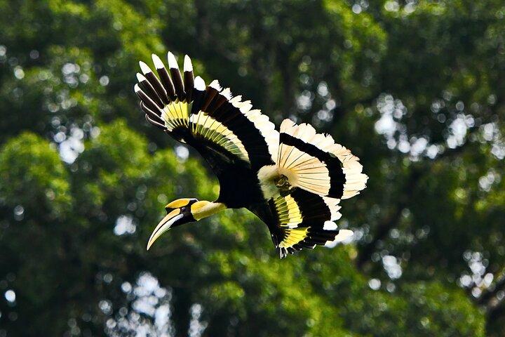 From Sandakan to Kinabatangan River Safari Boat Cruise Day Tour