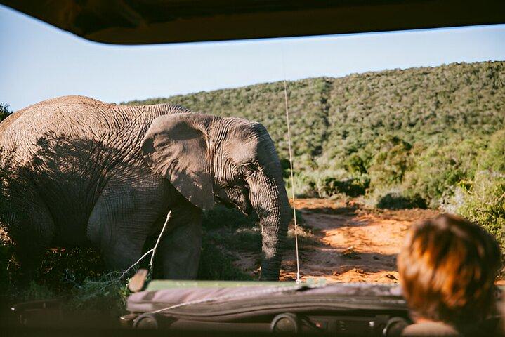 Hele dag Pilanesberg Safari met lunch en begeleide game drives