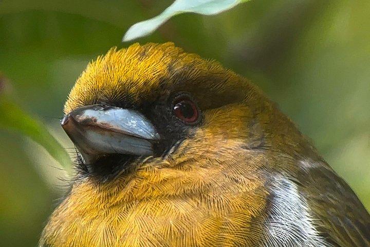 PRIVATE TARGET BIRDWATCHING EXPEDITION + free binoculars