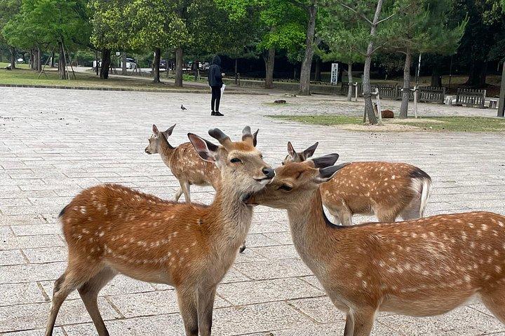 京都奈良大阪神戸内のシングル＆マルチデイアドベンチャー