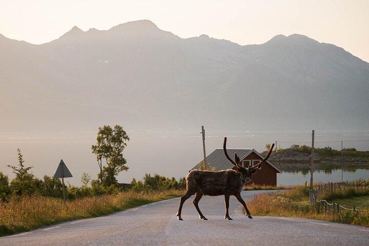 Tromsø: Tour des Fjords et Visite à Sommarøy en Français