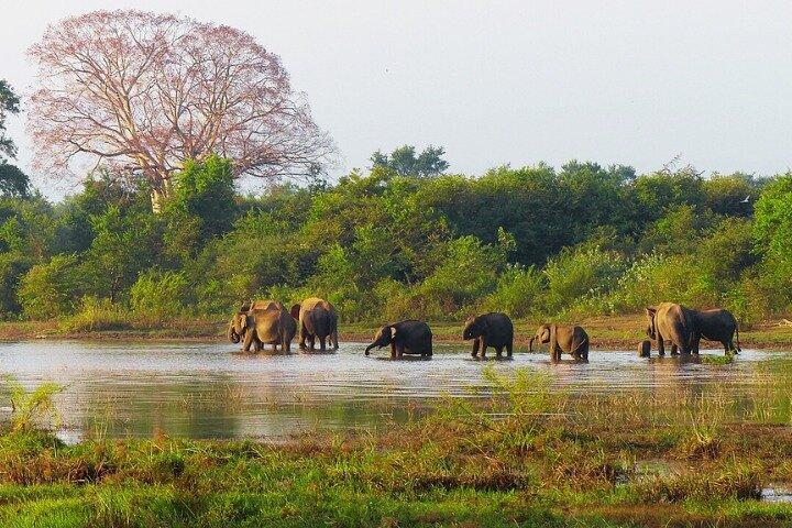 Avventura Safari Habarana con Kaudulla & Eco Park Experience