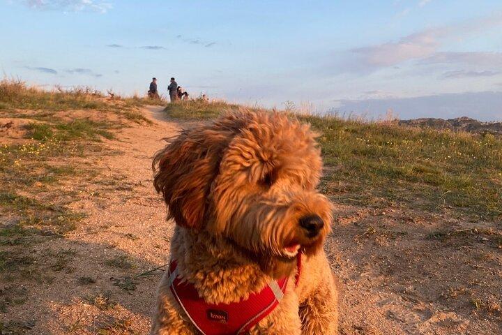 トレッキング犬「オスカー」と行くレッド＆ローズバレー・サンセットハイキングツアー