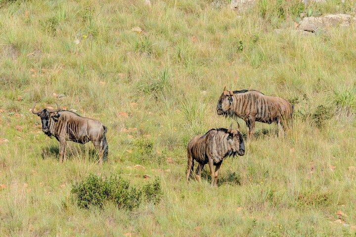 Day Tour to Maasai Mara Reserve From Nairobi