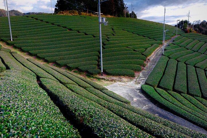 隠れた京都の絶景緑茶畑＆ご当地茶Exp（プライベート）