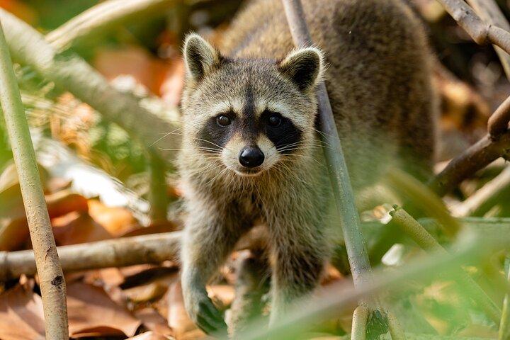 Raccoon Island Private Boat Charter Experience ab Miami