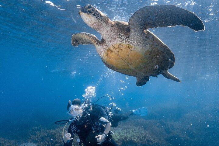 Ontdek Duiken Met Zeeschildpadden – Geen brevet nodig
