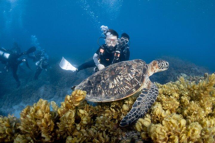 Ontdek Duiken Met Zeeschildpadden – Geen brevet nodig