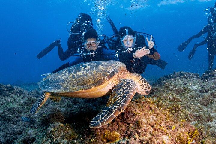 Ontdek Duiken Met Zeeschildpadden – Geen brevet nodig
