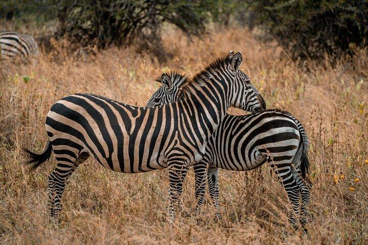 5-dages gruppe camping safari i Tanzanias naturparker