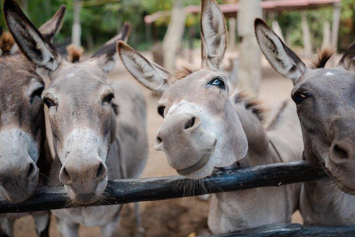 カルカンまたはプラヤデルカルメンからの乗馬とセノーテスイム