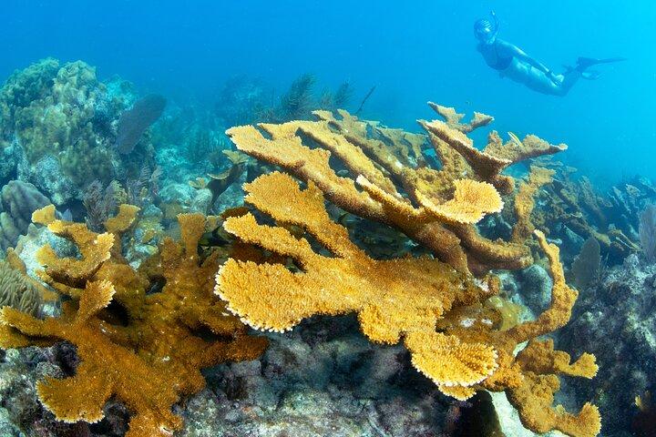 Excursions en apnée pour récifs coralliens peu profonds au parc sous-marin Pennekamp
