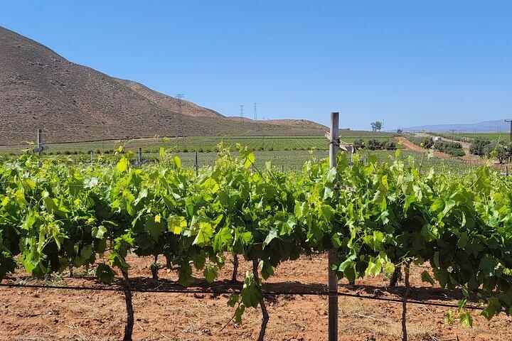 Tour Privado Vineyards – Degustações e Almoço Incluído