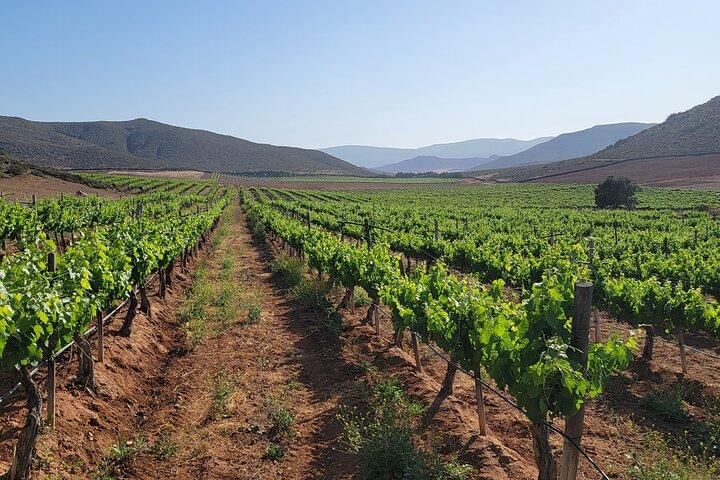 Visite privée des vignobles du Sud Premium - Dégustations et déjeuner inclus
