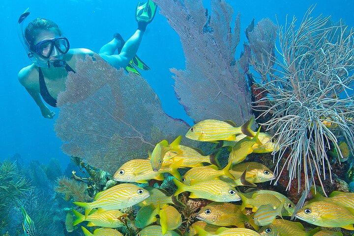 Excursions en apnée pour récifs coralliens peu profonds au parc sous-marin Pennekamp