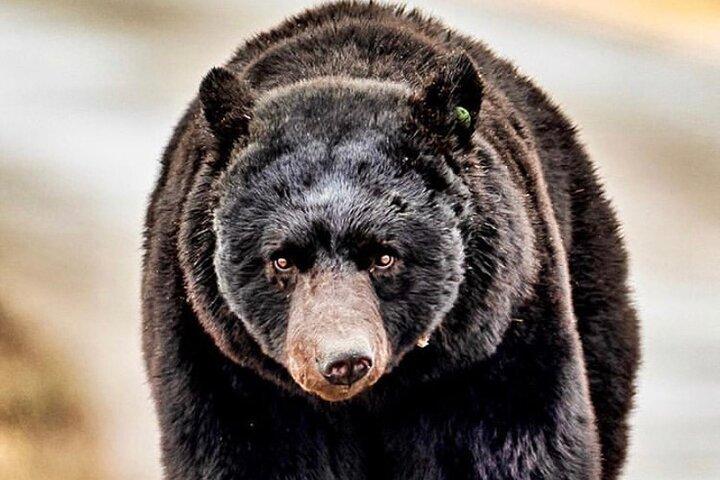 4 timers Ketchikan Privat brugerdefineret tur (4 personer) Wildlife + Mere