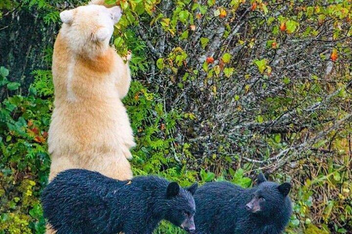 2 Stunden Private Custom Tour durch Ketchikan (14 Personen) Wildlife + More