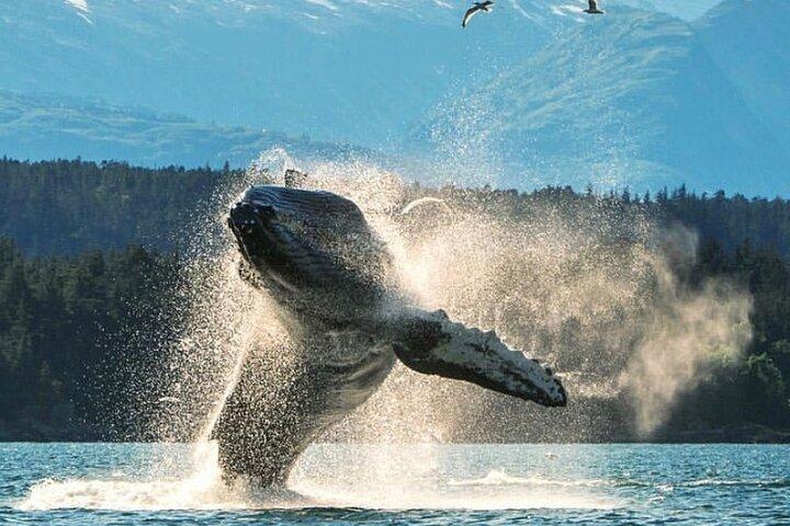 2 Stunden Private Custom Tour durch Ketchikan (14 Personen) Wildlife + More