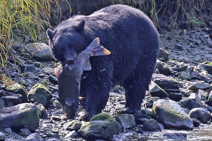 2 Stunden Private Custom Tour durch Ketchikan (14 Personen) Wildlife + More