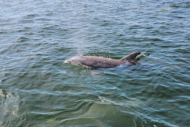 Pensacola Beach Dolphin et visite panoramique