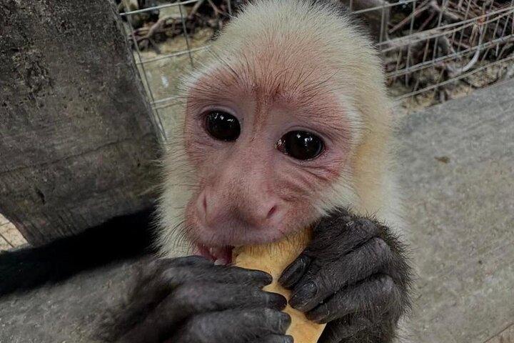 Roatan Monkey and sloths, Reef Snorkel & Private Cay Beach Break