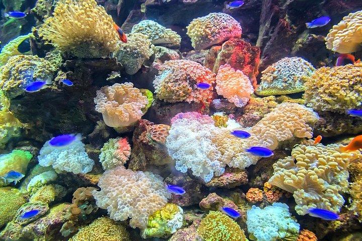 バリ島ブルーラグーンシュノーケリング（ティブマナとカントーランポ）