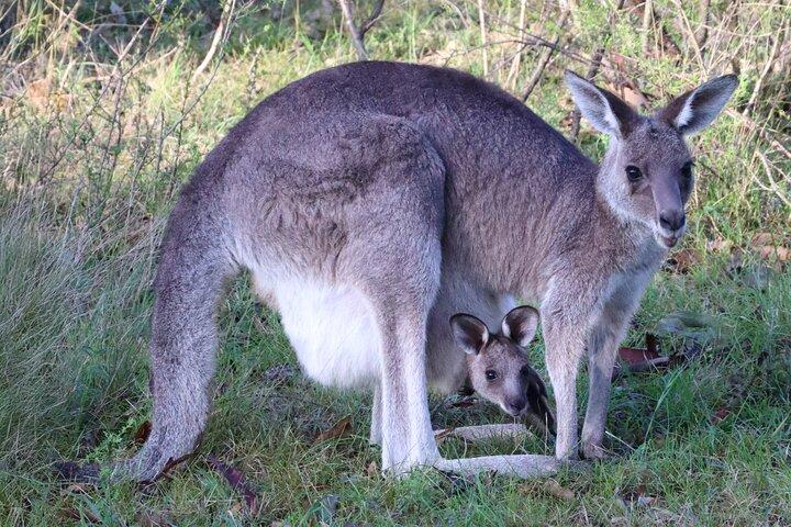 シドニーの野生カンガルーとクルーズ：プライベートな野生動物アドベンチャー