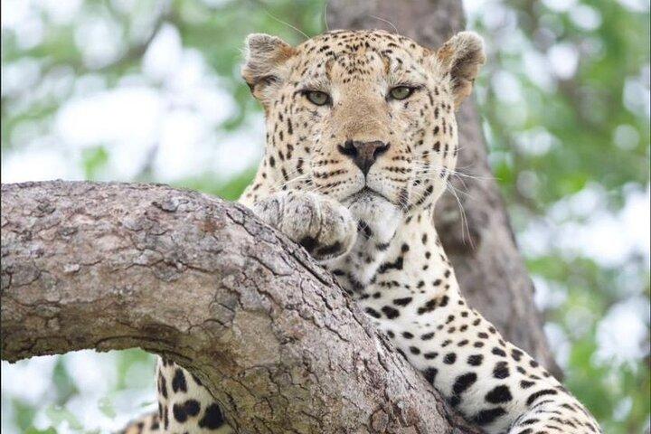 Fulddagsafari af opdagelse i Akagera Nationalparks vilde dyr