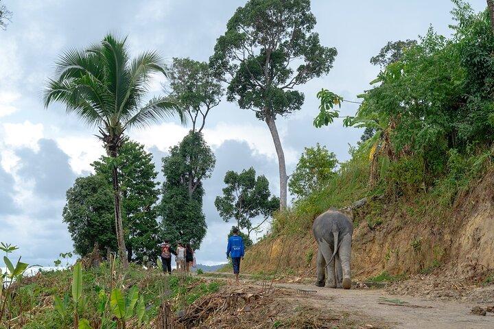 Patong Highlight Elephant Sanctuary avec Guide Tour