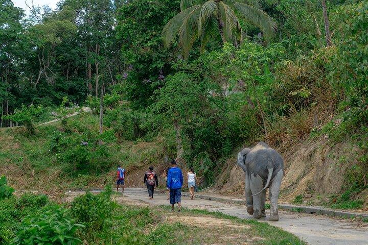 Patong Highlight Elephant Sanctuary avec Guide Tour