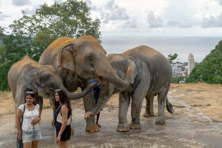 Patong Highlight Elephant Sanctuary avec Guide Tour
