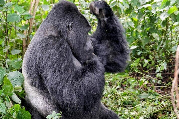 3-dages Chimpanze & Gorilla Trekking Safari i Uganda