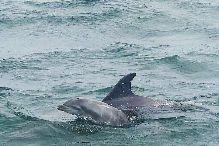 Pensacola Beach Dolphin et visite panoramique