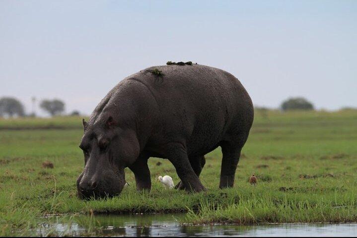 チョベ国立公園（昼食付き） : ビクトリアフォールズ・ジンバブエから