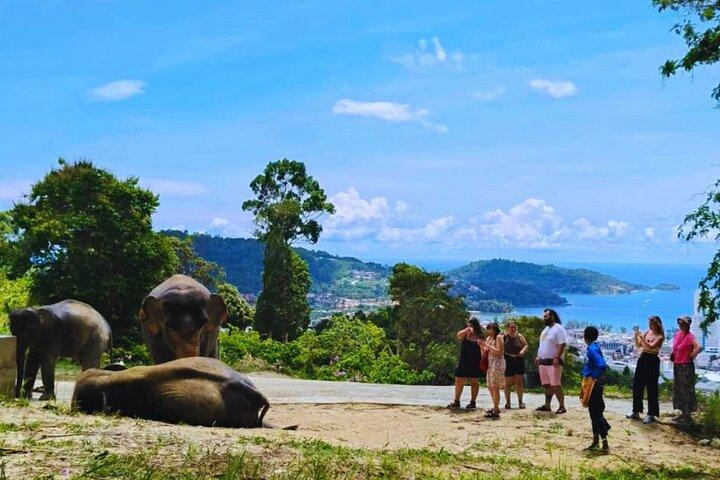 Phuket Destacar Santuario de elefantes Observar la experiencia