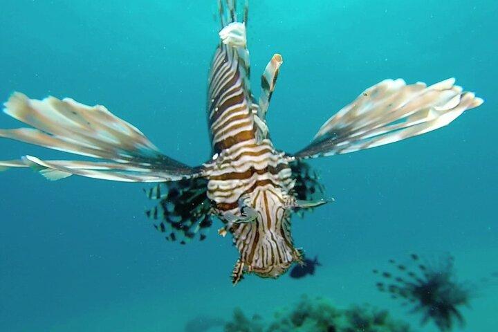 Privat Safari Blue Tour i Zanzibar, Snorkling och Island Escape