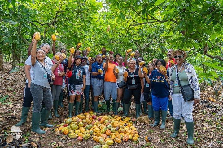 Tour da Fazenda do Cacao à Fábrica de Chocolate