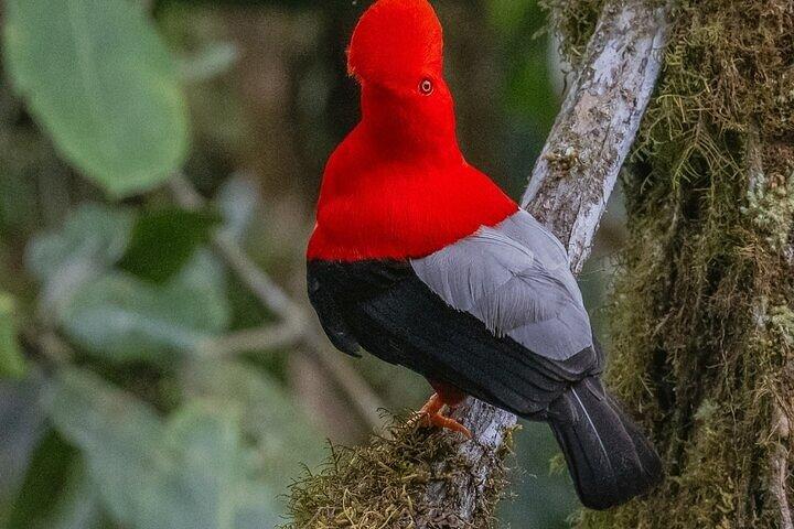 Tour de observación de aves Mindo desde Quito