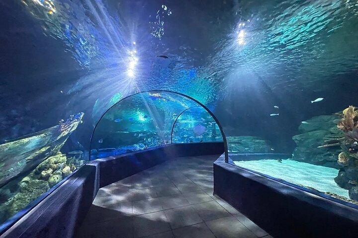 Siem Reap: Ingresso para Angkor Wildlife & Aquarium